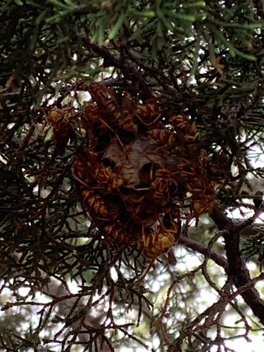 Apache Paper Wasp