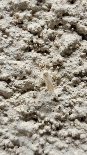 Cactus Coreid Bug