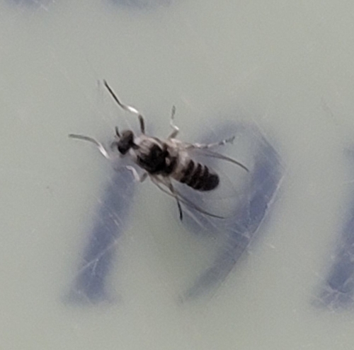 Common Blackflies