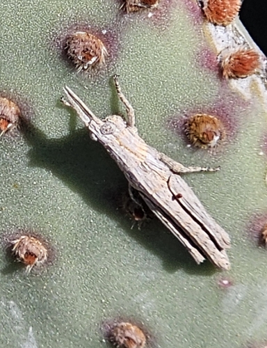 Clematodes larreae