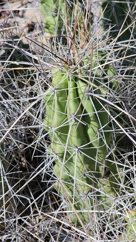 Trans-Pecos Strawberry Cactus