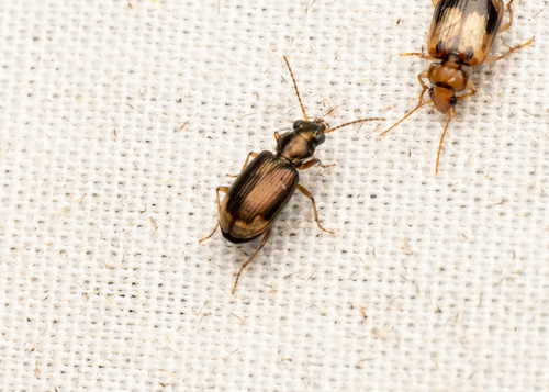 Bembidion