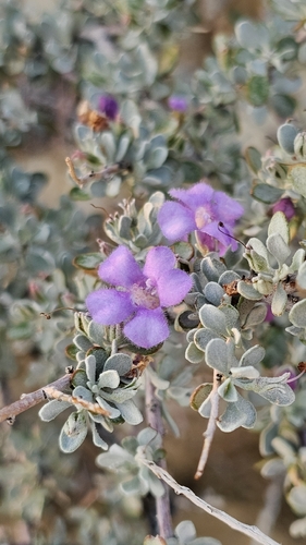 Big Bend Silverleaf