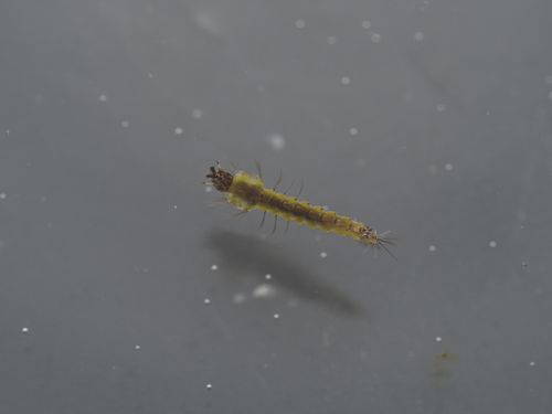 Anopheles