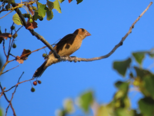 Passerina caerulea