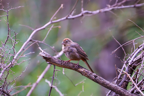 Canyon Towhee