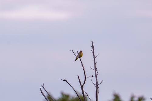 Western Tanager