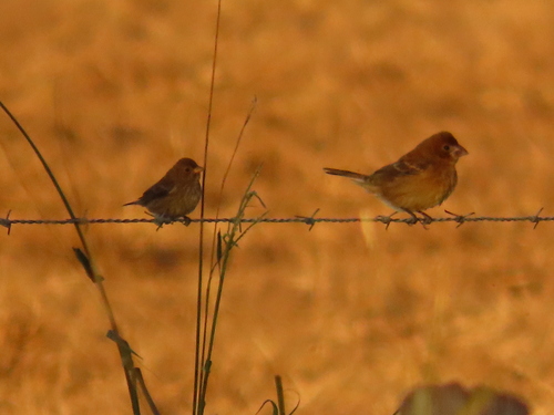 Passerina caerulea