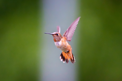 Rufous Hummingbird