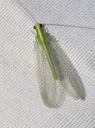 Red-lipped Green Lacewing