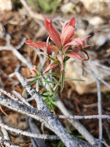 Wholeleaf Paintbrush