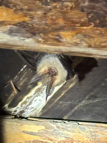 Townsend's Big-eared Bat