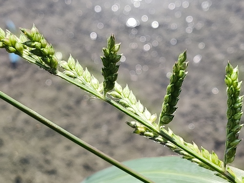 芒稷 (光頭稗)
