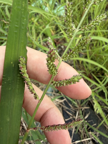 芒稷 (光頭稗)