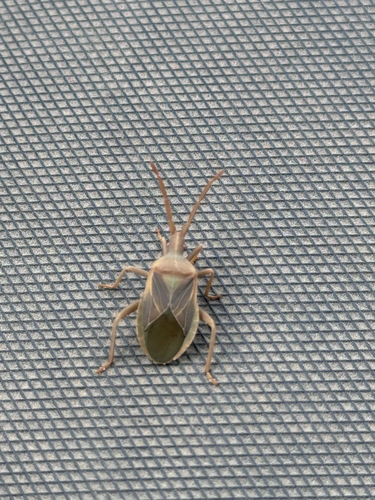 Cactus Coreid Bug