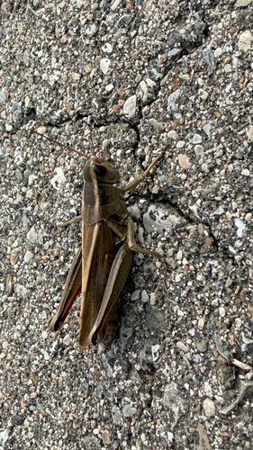 Two-striped Grasshopper