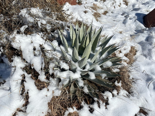Parry's agave