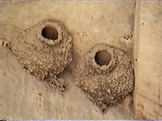 Cliff Swallow