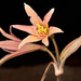 Zephyranthes advena - Photo (c) Javier Perez Cid, all rights reserved
