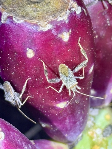 Leaf-footed Cactus Bug