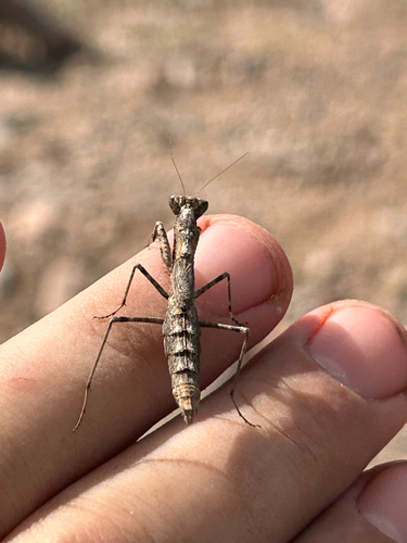 American Ground Mantises