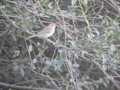 Clay-colored Sparrow
