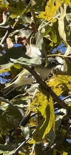 Blue-headed Vireo