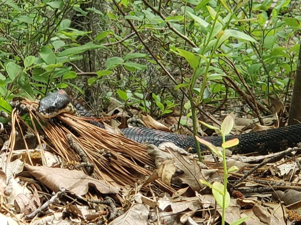 Eastern Hognose Snake From North Virginia Beach, Virginia Beach, VA ...