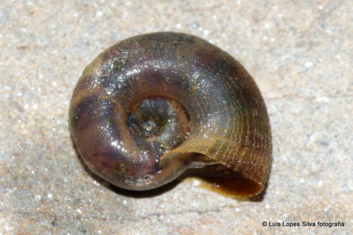Planorbarius metidjensis