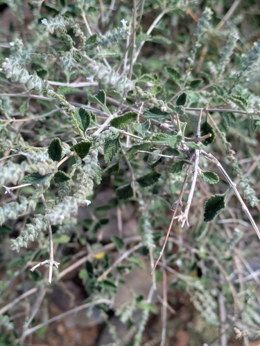 Wright's beebrush