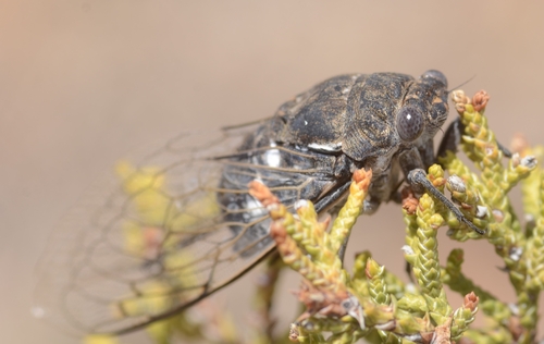 Common Cactus Dodger
