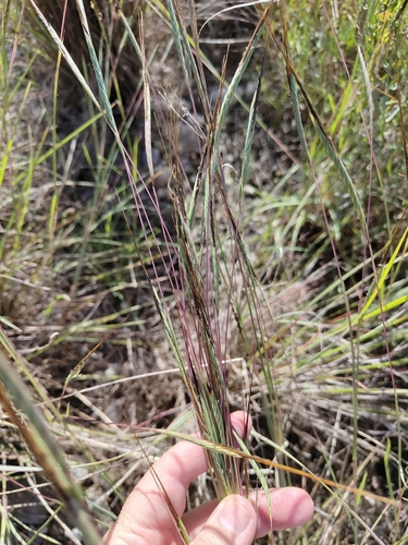 Heteropogon contortus