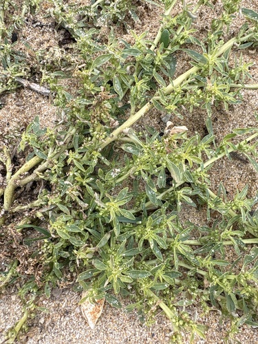procumbent pigweed