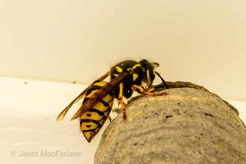 Common Aerial Yellowjacket