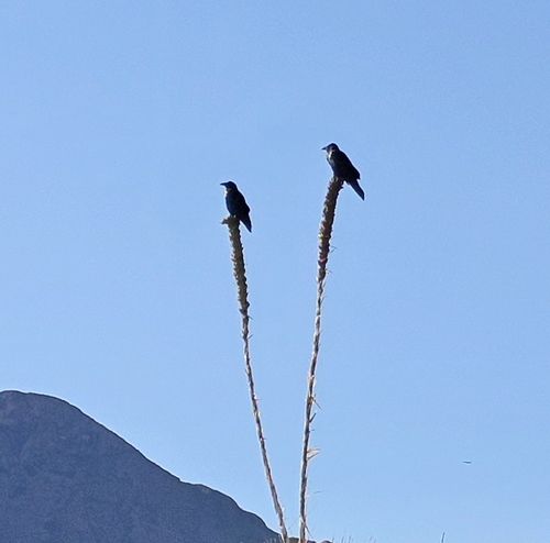 Chihuahuan Raven
