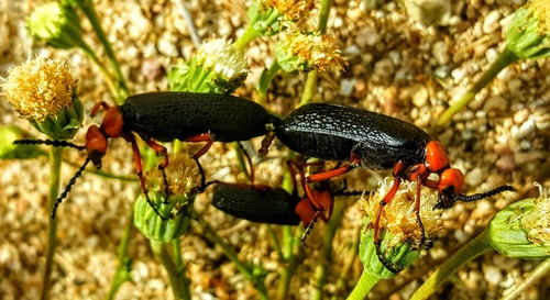 Master Blister Beetle
