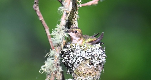 Kettukolibri