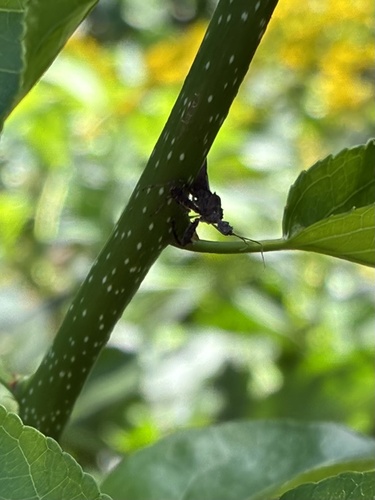 Spiny Assassin Bug