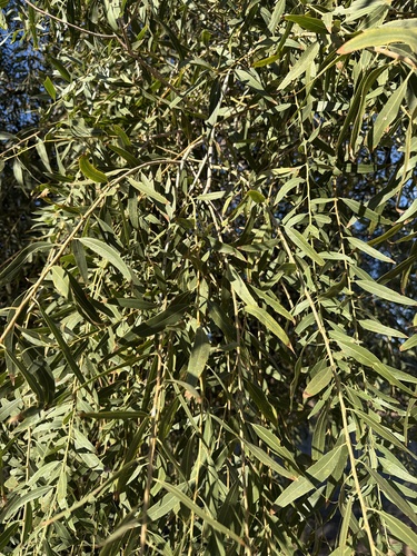 Goodding's willow
