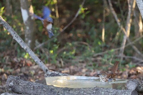 Brown Thrasher