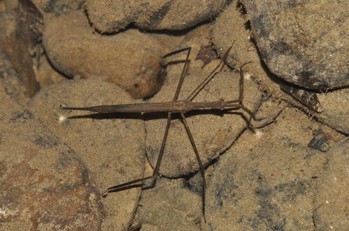 Ranatra