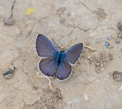 Reakirt's Blue