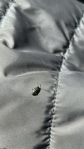 Pennsylvania Flea Beetle