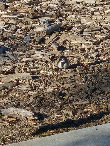 Black-throated Sparrow