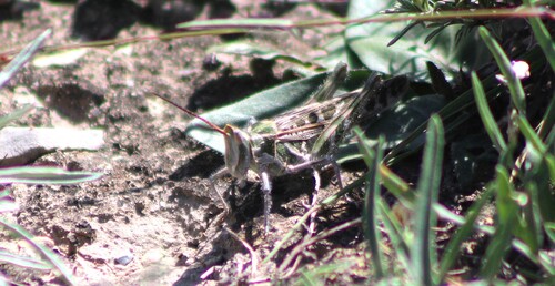 Acrolophitus maculipennis