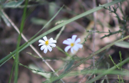 Chaetopappa ericoides