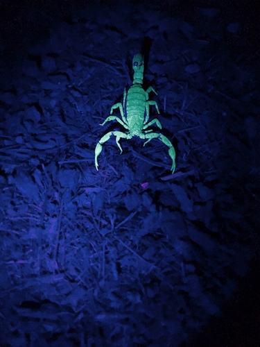 Mexican Scorpion