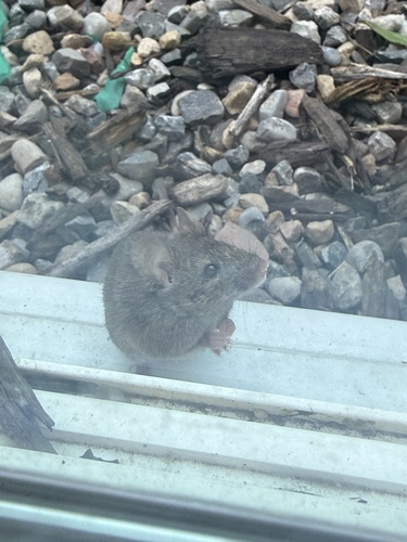 Western Deer Mouse