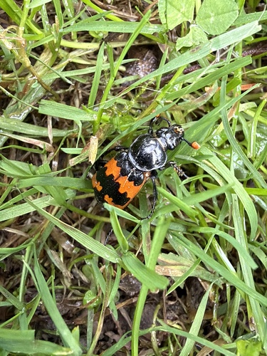 Margined Burying Beetle