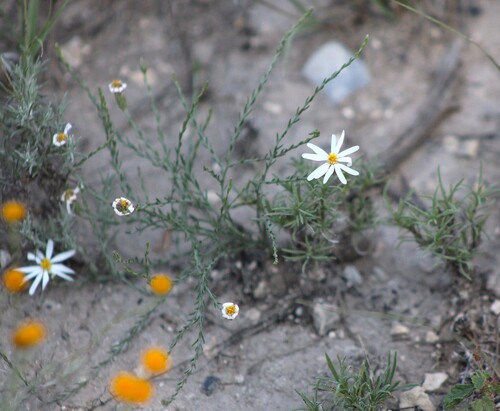 Chaetopappa ericoides